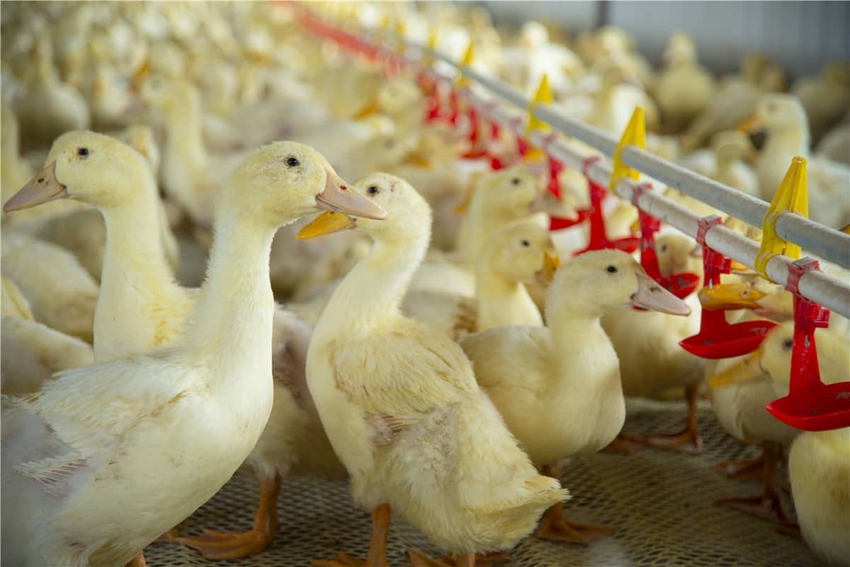 Ενδυνάμωση της Έξυπνης Κτηνοτροφίας με Τεχνολογία RFID