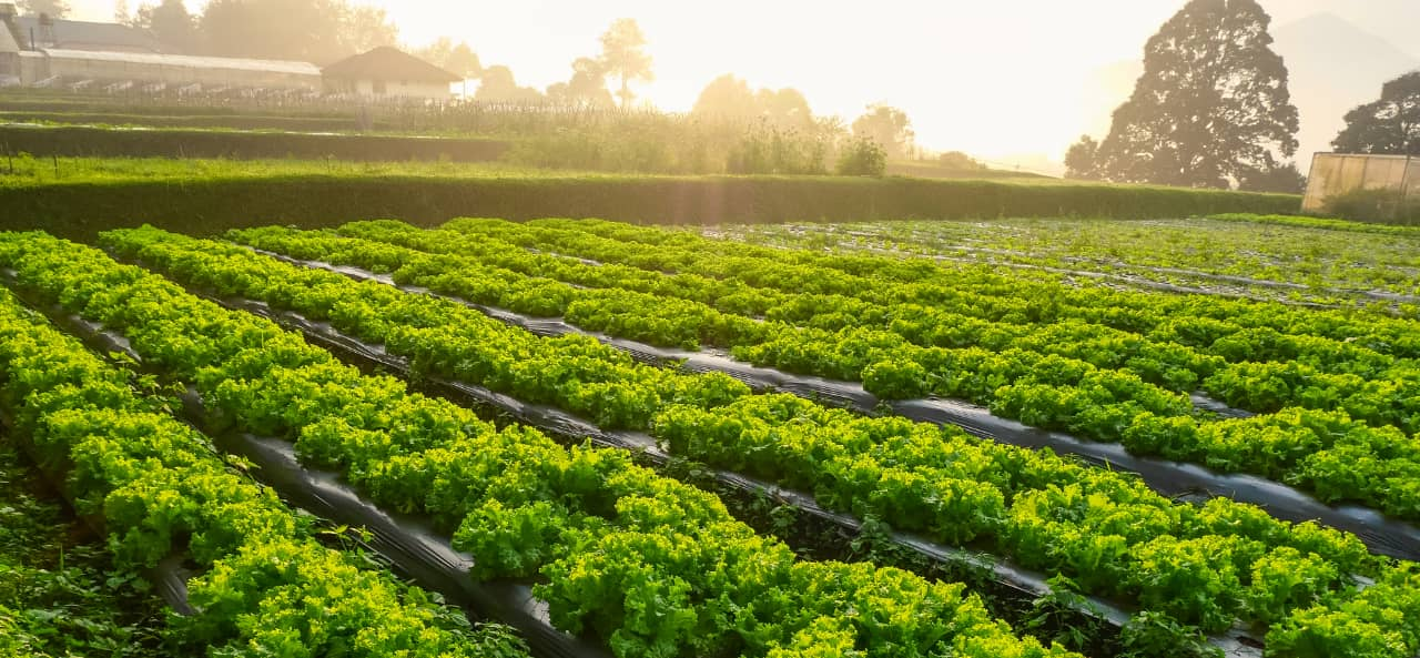 RFID στην Έξυπνη Γεωργία: Από μονάδες RFID UHF έως αυτοκόλλητα για την παρακολούθηση και τη συντήρηση μηχανημάτων